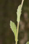 Oakleaf fleabane